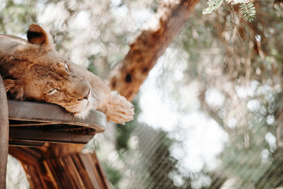 Close-up of cat on tree