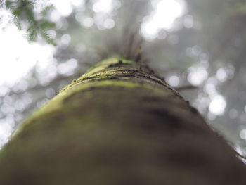 Close-up of moss on tree in forest