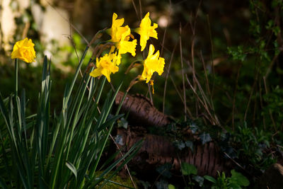 Close-up of yellow daffodil blooming on field