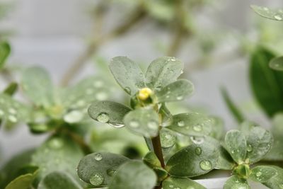 Close-up of water drops on leaves