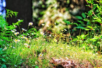 Plants growing on field
