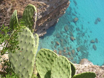High angle view of cactus on rock formations by sea