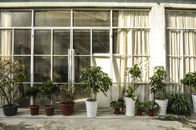 Potted plants on window sill