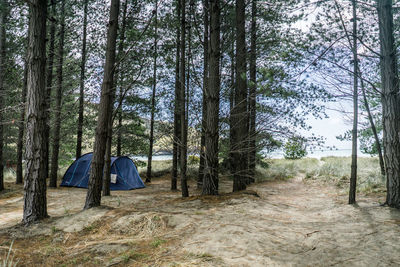 Trees in forest