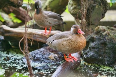 Ducks perching on a lake