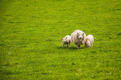 Sheep with a pair of lambs on a meadow, scotland