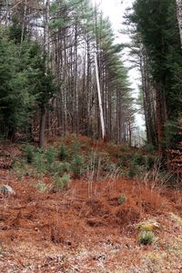 Pine trees on field in forest