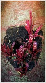 Close-up of red flowers