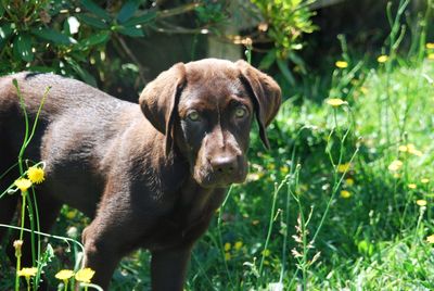 Portrait of dog on field