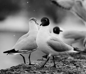 Close-up of birds perching on land