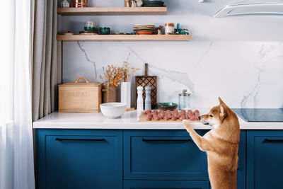 Funny shiba inu dog wants to steal one meatball in absence of her owners. funny pets on the kitchen