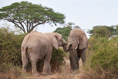 Elephant drinking water