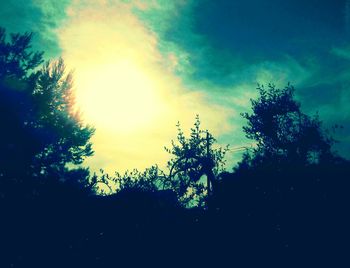 Low angle view of silhouette trees in forest against sky