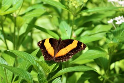 Close-up of butterfly on plant