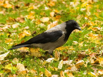 Close-up of a bird on field