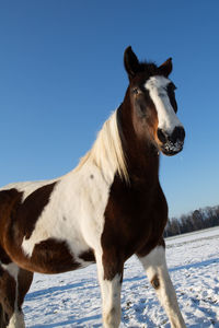 Horse standing on snow field against clear sky