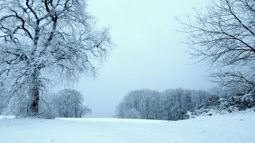 Bare trees on snow covered landscape