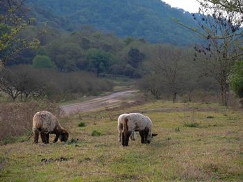 Horses grazing on field