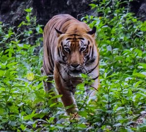 Tiger against plants