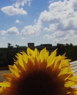 Close-up of yellow flower against sky