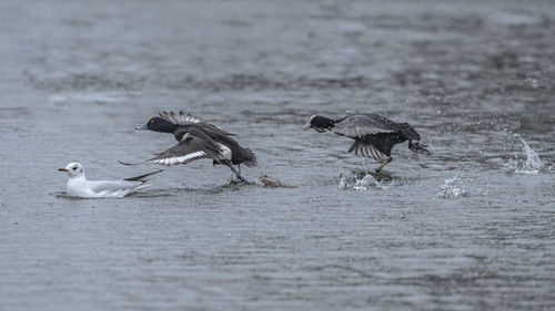 Birds in the sea