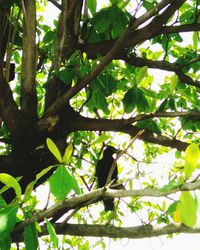 Low angle view of bird perching on tree