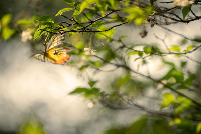 Close-up of flowering plant on branch of tree