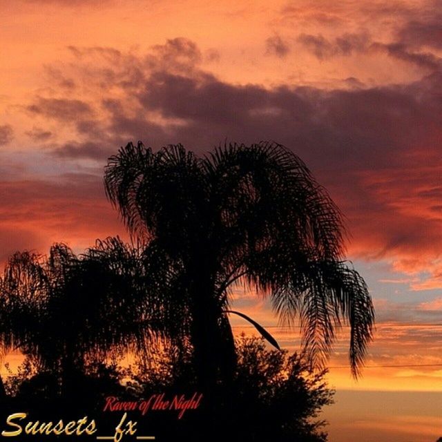 sunset, silhouette, tree, sky, palm tree, beauty in nature, tranquility, cloud - sky, orange color, scenics, tranquil scene, nature, low angle view, dramatic sky, idyllic, growth, cloud, cloudy, branch, outdoors