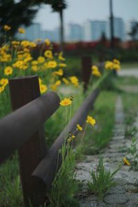 Close-up of yellow flowers