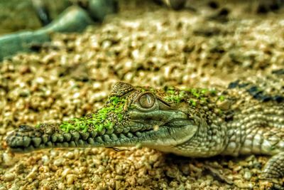 Close-up of lizard on land