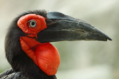 Close-up of bird