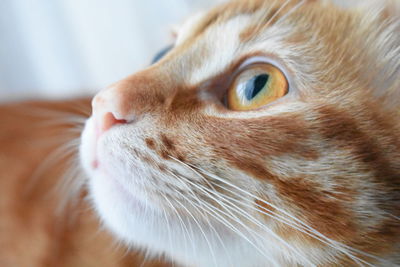 Close-up of a cat looking away