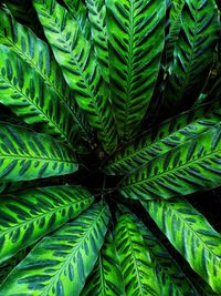 Full frame shot of fern leaves