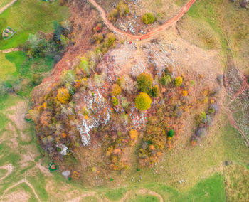 High angle view of trees