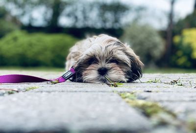 Close-up of a dog