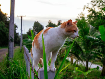 Close-up of cat on field