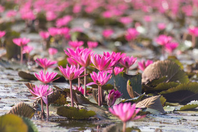 Close-up of pink flowers blooming outdoors