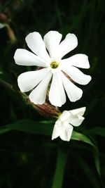 Close-up of white flower blooming outdoors