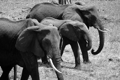 View of elephant on field