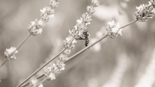 Close-up of flowering plant