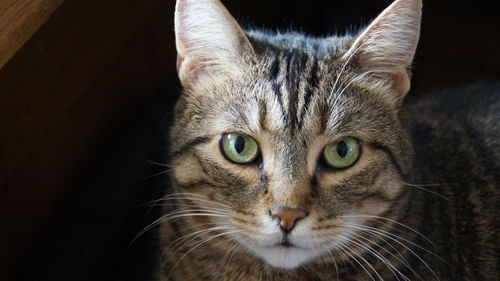 Close-up portrait of cat against black background