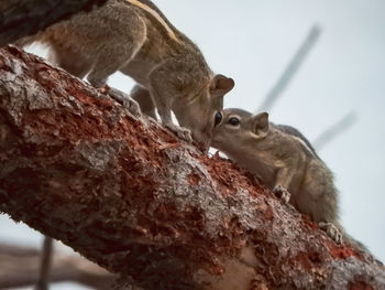 Low angle view of squirrel on tree