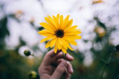 Close-up of hand holding yellow flower on field