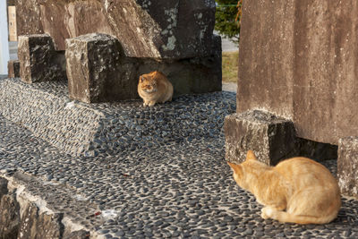 Portrait of a cat