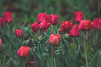 Close-up of red tulips in field