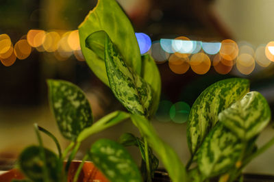 Close-up of illuminated plant