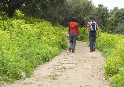 Rear view of hikers walking on pathway amidst plants