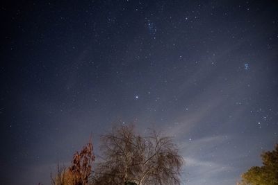 Low angle view of trees against sky at night