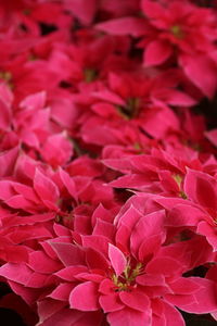 Close-up of pink dahlia