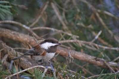 Close-up of bird perching on branch